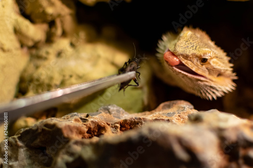 pogona vitticeps lizard