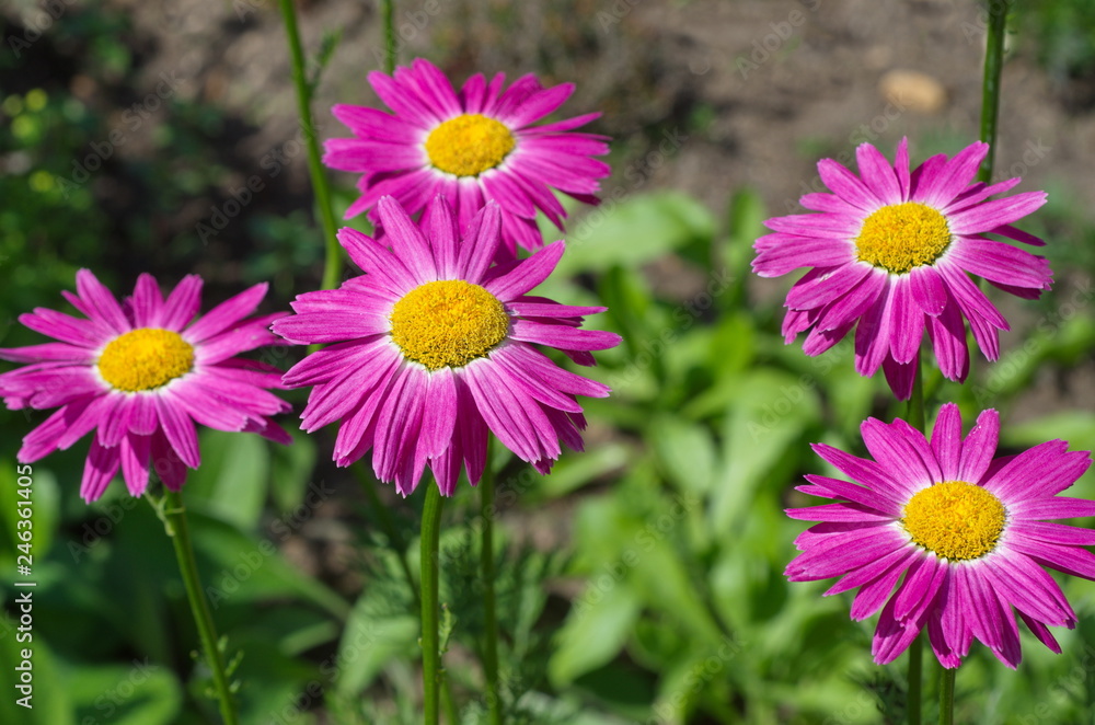 Fototapeta premium Pyrethrum pink (lat. Pyrethrum roseum), or Persian daisies bloom in the garden on a summer day