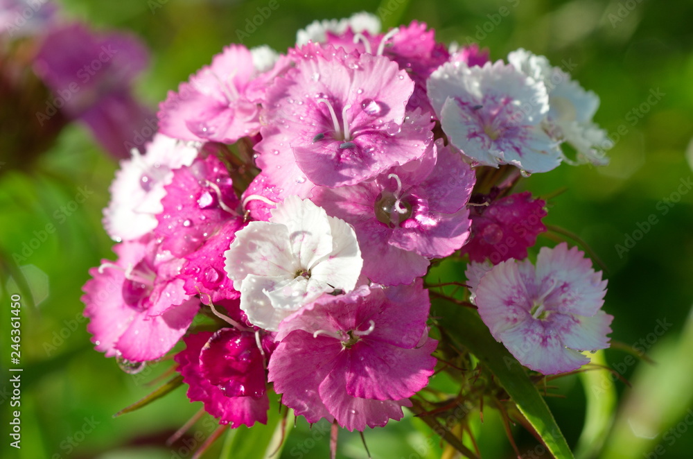 Turkish carnation (lat. Dianthus barbatus) close-up Turkish carnation (lat. Dianthus barbatus) close-up