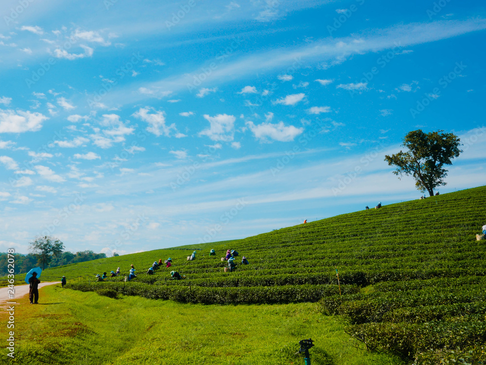 Obraz premium Workers are collecting tea on the hillside, behind the bright sky.