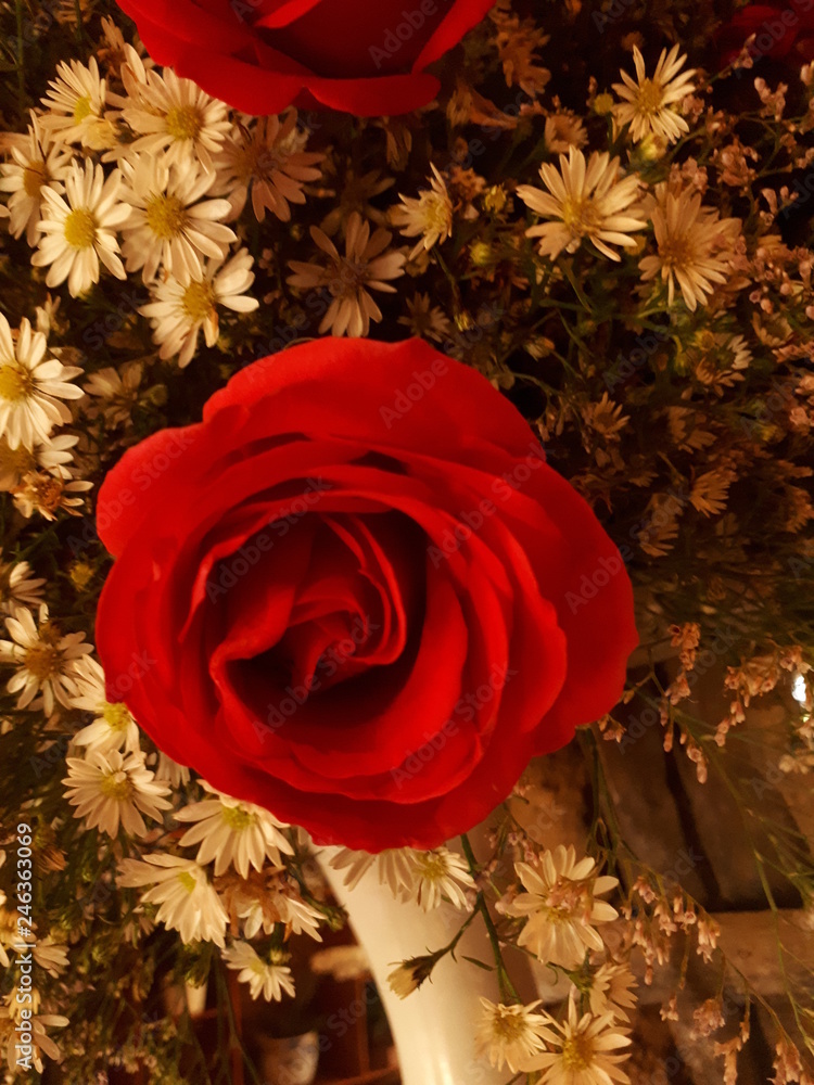 fullness of roses