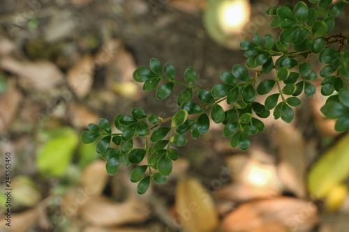 Leaf Citrus lucida at garden photo