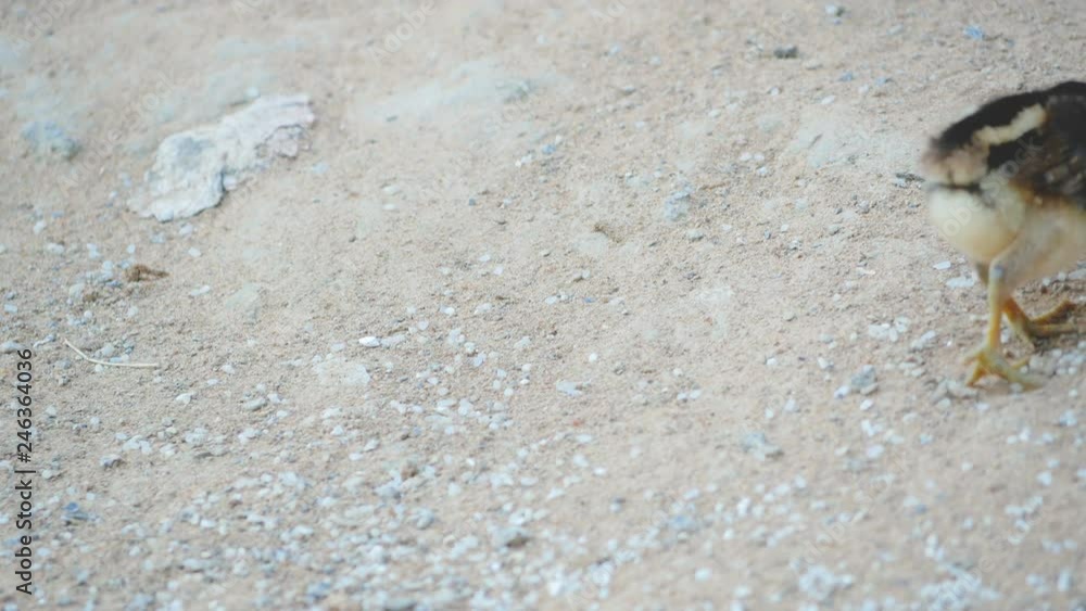 chick walking and eating food on the ground chick walking and eating food on the ground