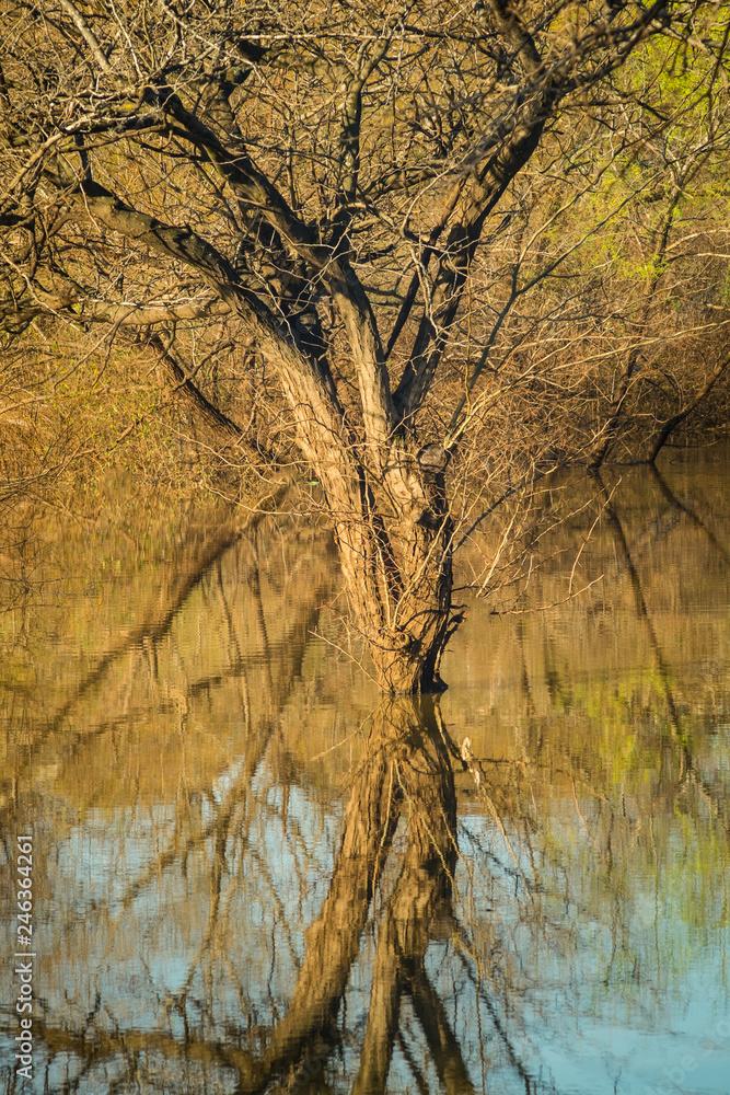 Tree reflected on water