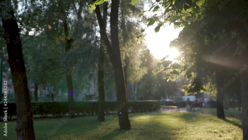 In the park, the sun shines into the camera and the mosquito whirl in the light, the glare flickers in the trees of green foliage, people are sitting in the background In the park, the sun shines into the camera and the mosquito whirl in the light, the glare flickers in the trees of green foliage, people are sitting in the background