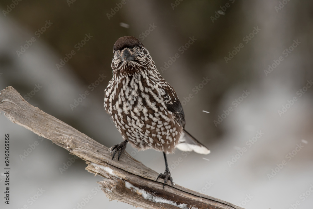 Spotted Nutcracker (Nucifraga caryocatactes) sitting on the perch Spotted Nutcracker (Nucifraga caryocatactes) sitting on the perch