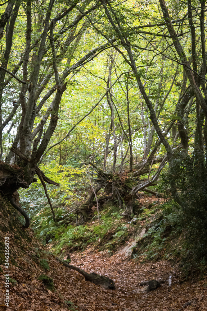 Woodland walk through the forest Woodland walk through the forest