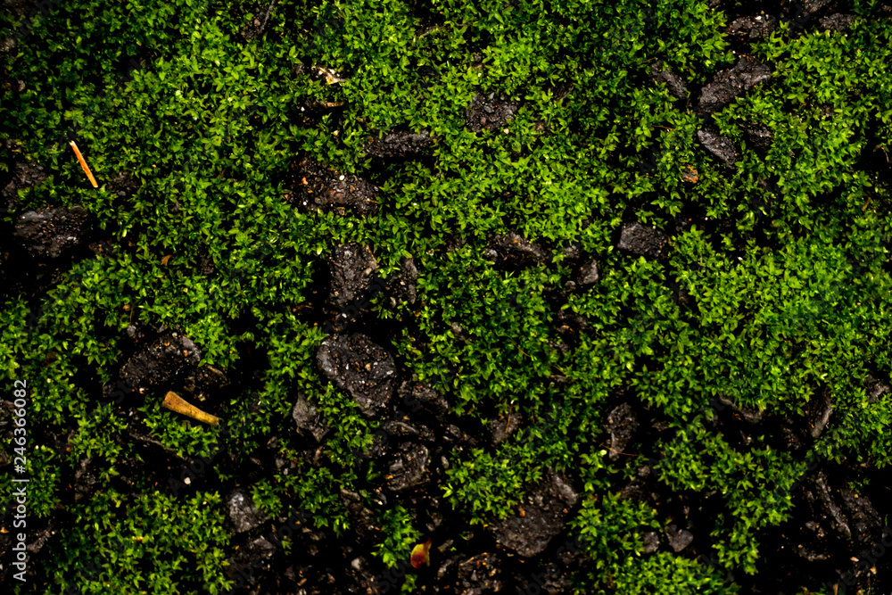 Cement Texture with moss close up Cement Texture with moss close up