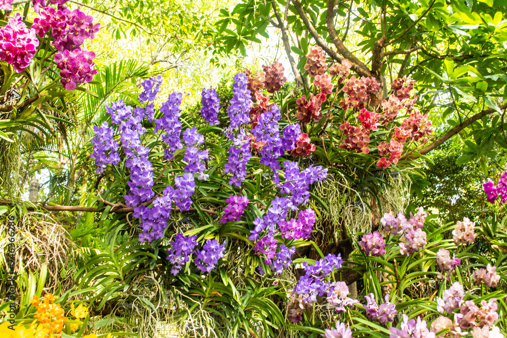 Obraz premium Beautiful orchid park has multi colors of flowers in spring season at Ratchaburi Province of Thailand
