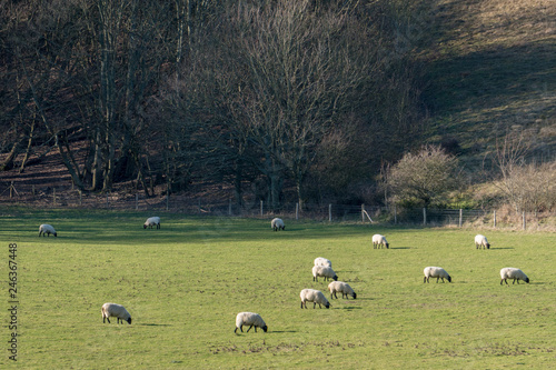 Countryside around Folkington in East Sussex