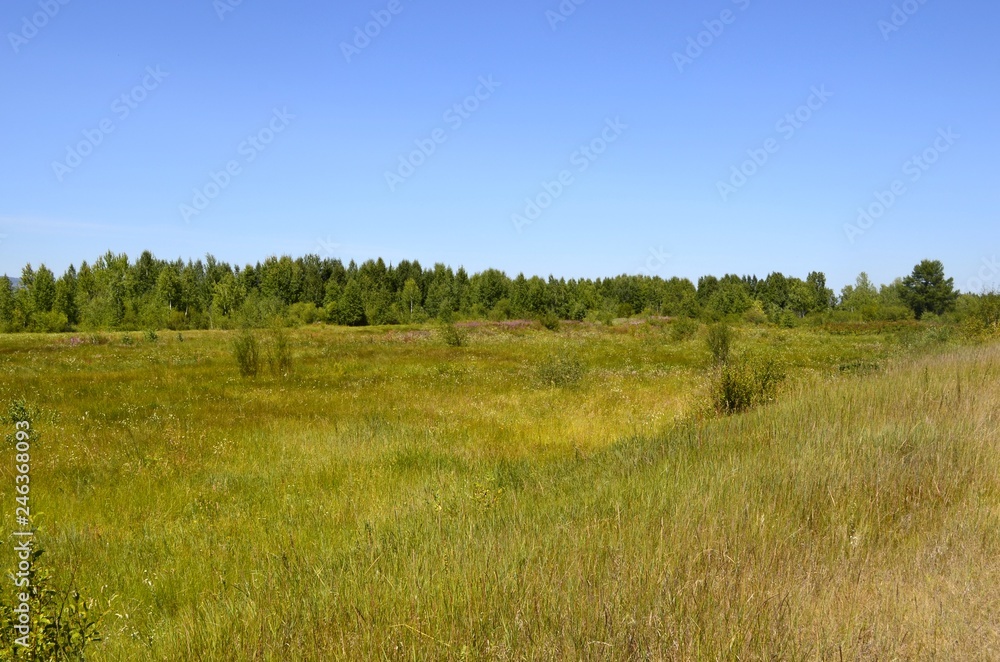 Green meadow behind the outskirts on a summer day Green meadow behind the outskirts on a summer day