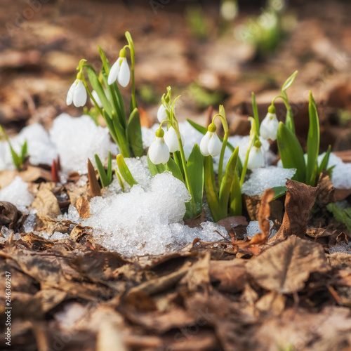 Snowdrop flowers blooming from snow in early spring.