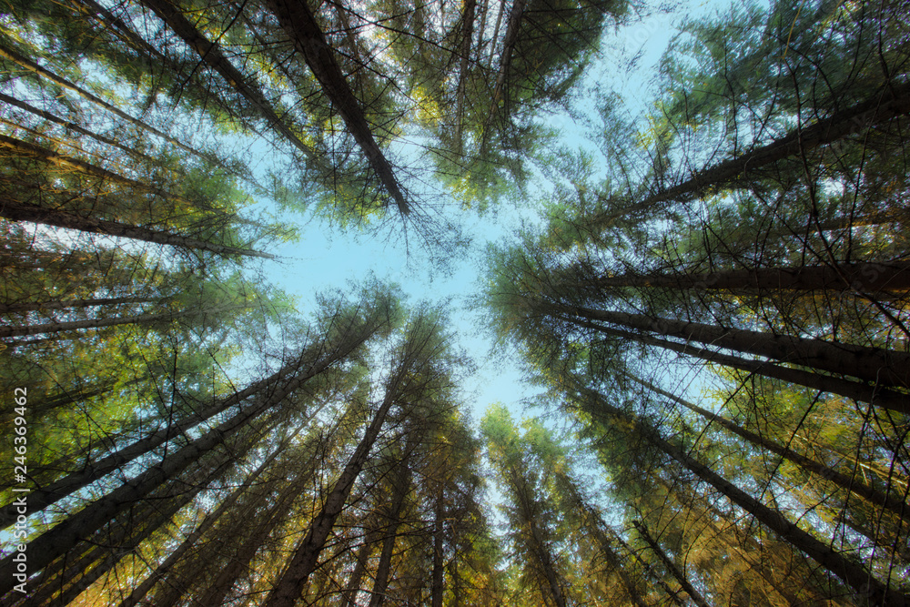 Obraz premium foggy day into the forest