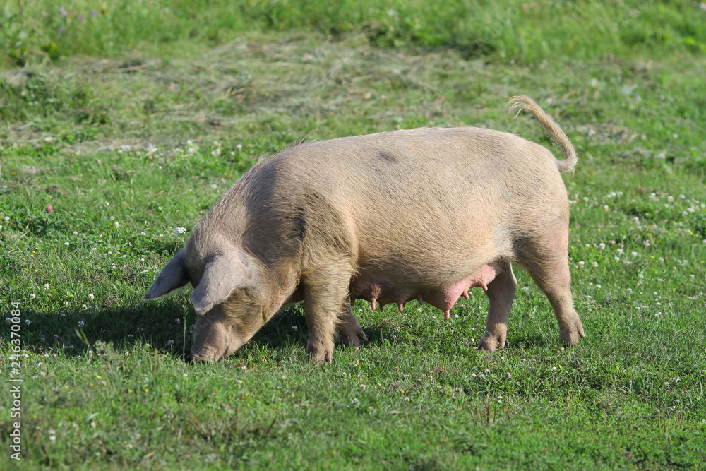 Big white pig Big white pig