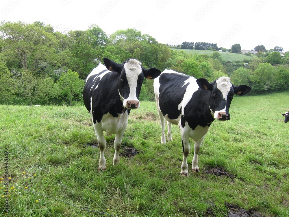 Cows in meadows Cows in meadows