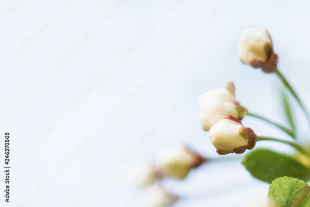 Fototapeta premium Spring bud of cherry tree. Nature composition with copy space