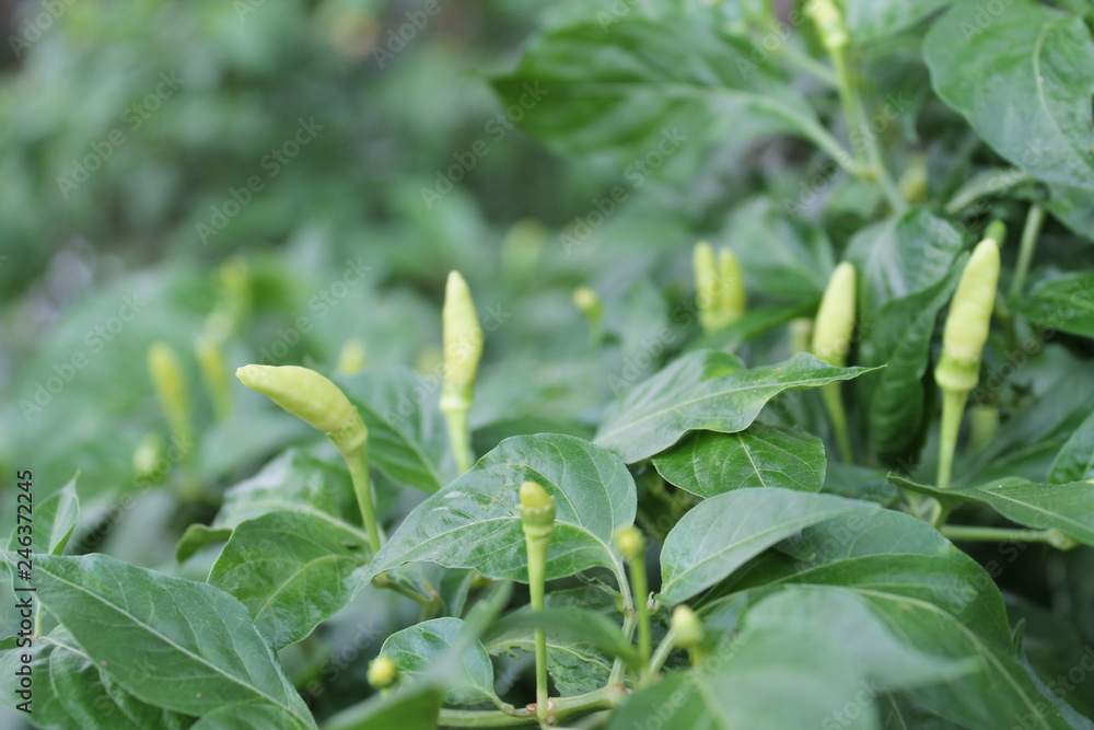 green chilli herb in the garden green chilli herb in the garden