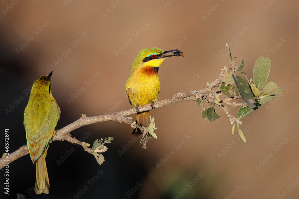 Obraz premium Little bee-eater with a prey in Kruger National Park in South Africa