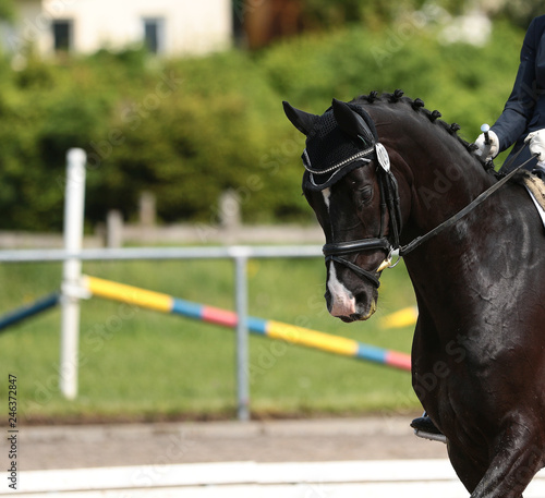 Horse dressage black thoroughbred in close-up under the rider in a dressage test, head portraits on the vertical with pointed ears..