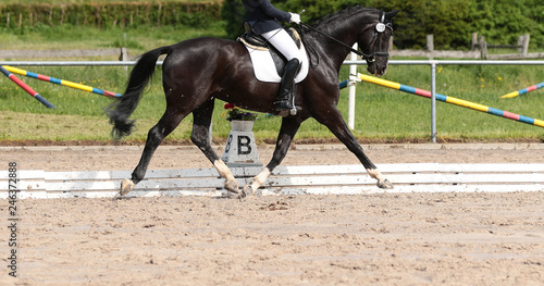 Horse dressage black thoroughbred in close-up under the rider in a dressage test, photographed from the side in the trot reinforcement during the suspension phase. .