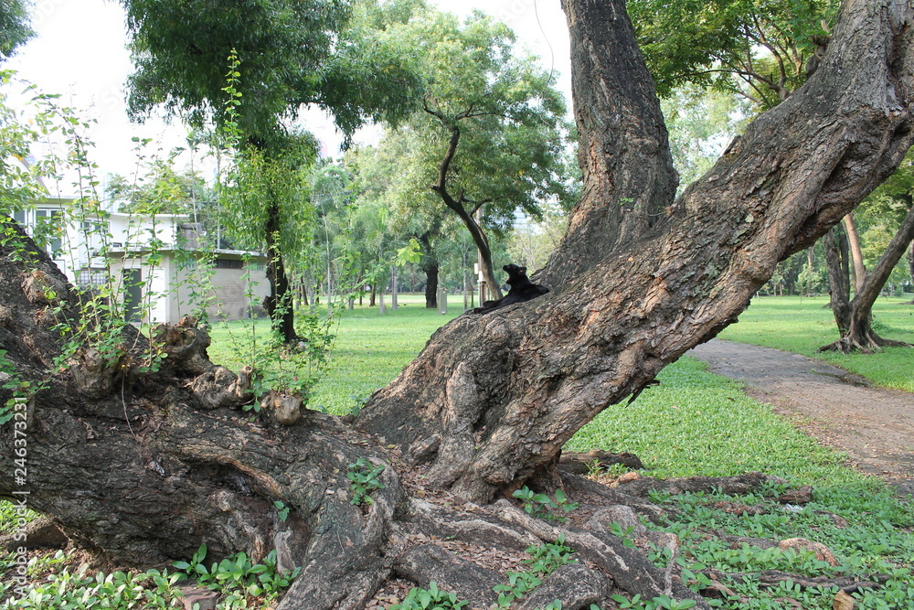 black cat on the big tree