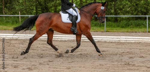 Horse Dressage Warmblood Brown in the dressage tournament, photographed in the trot reinforcement under the rider during the suspension phase.. © RD-Fotografie