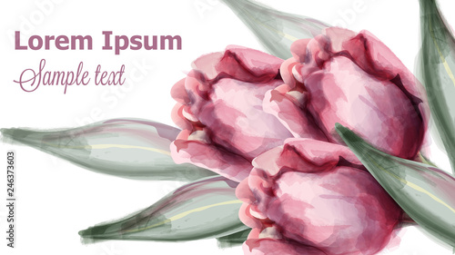 Pink tulip flowers background Vector watercolor. Spring summer decoration ill...