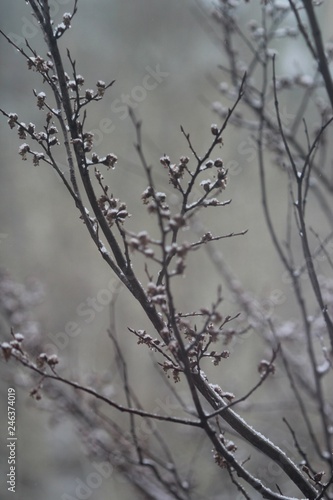Grey gloomy autumn branches with small amount of first snow