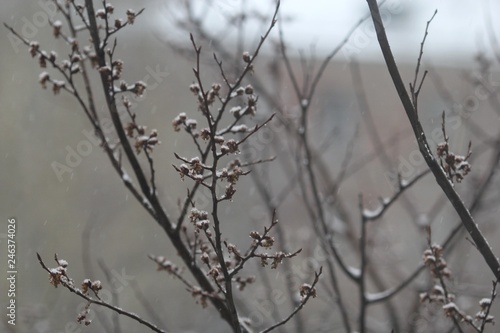 Grey gloomy autumn branches with small amount of first snow