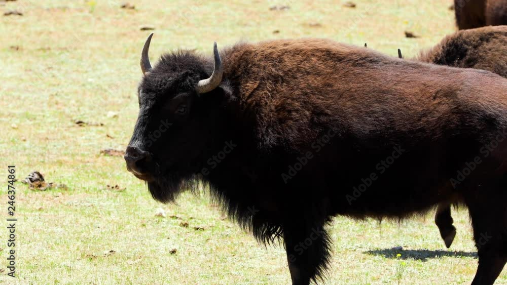 A herd of Bison near the north rim of the Grand Canyon. A herd of Bison near the north rim of the Grand Canyon.