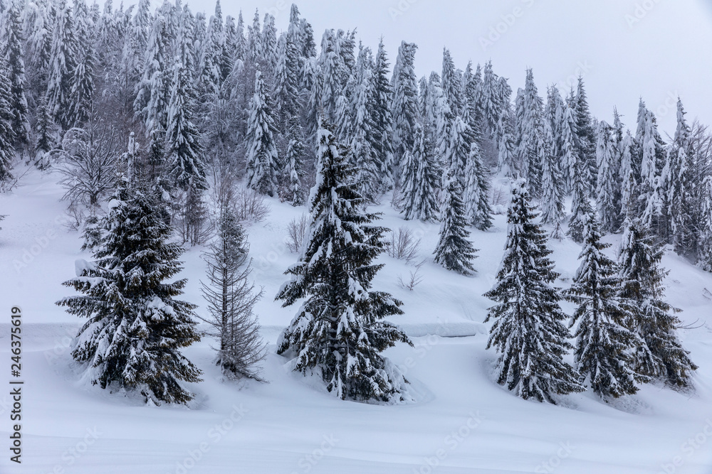 Mountain landscape with fir trees covered in snow Mountain landscape with fir trees covered in snow
