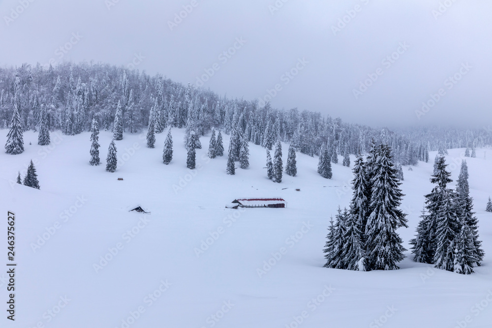Mountain landscape with fir trees covered in snow Mountain landscape with fir trees covered in snow