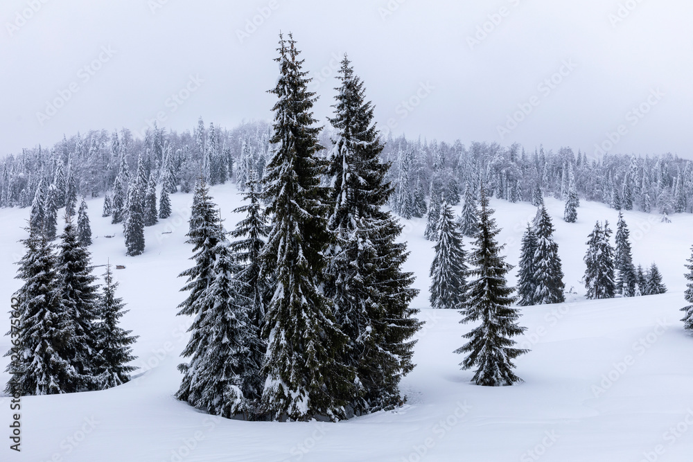 Mountain landscape with fir trees covered in snow Mountain landscape with fir trees covered in snow