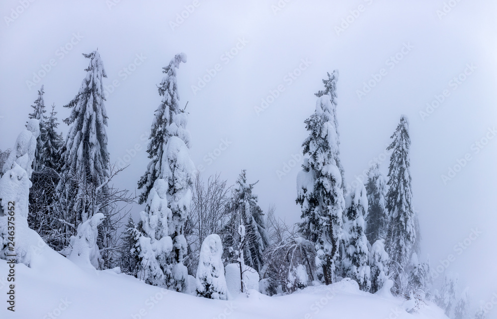 Mountain landscape with fir trees covered in snow