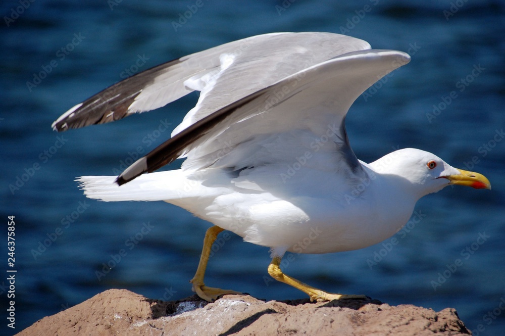 seagull on the beach