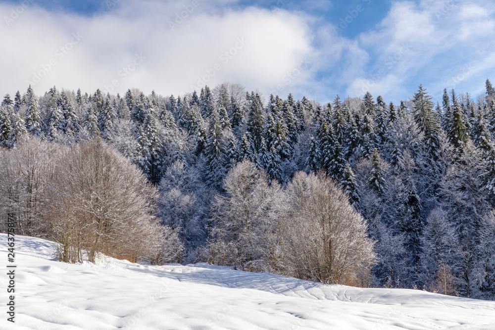 Mountain landscape with fir trees covered in snow