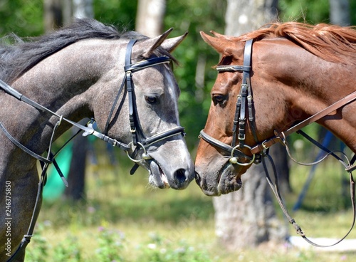 Portrait of two Arab horses
