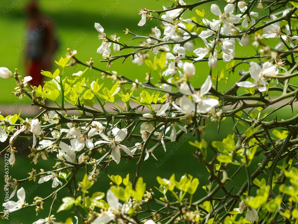 Poncirus trifoliata - Petites fleurs blanches parfumées du citronier épineux au printemps
