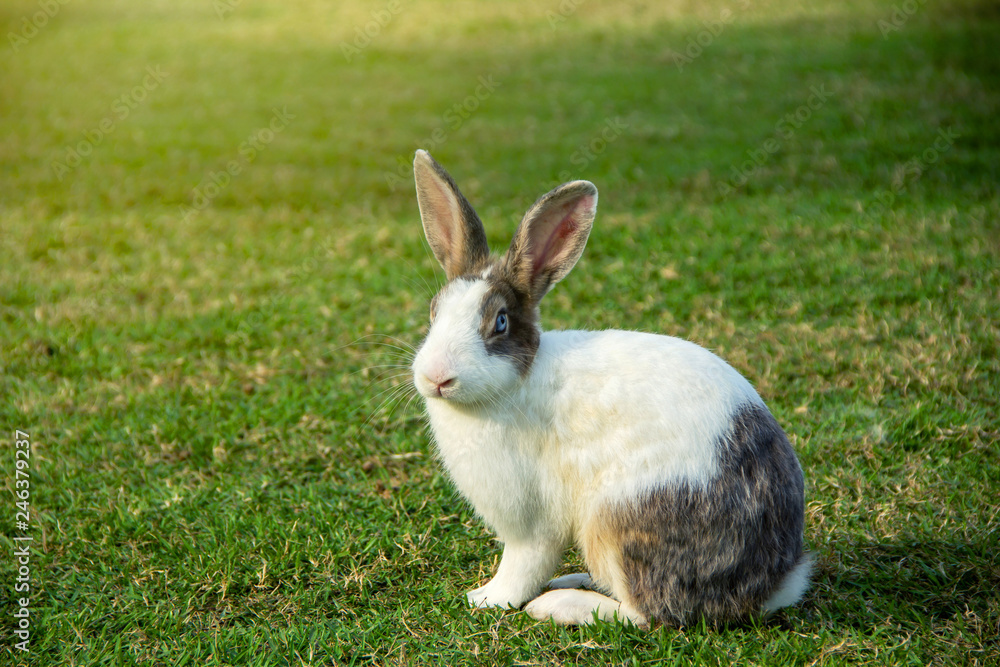 rabbit white body and gray have blue eyes sitting on the grass. rabbit white body and gray have blue eyes sitting on the grass.