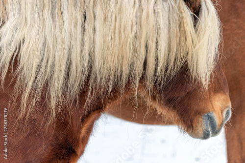 Fototapeta Naklejka Na Ścianę i Meble -  Cheval dans un enclos