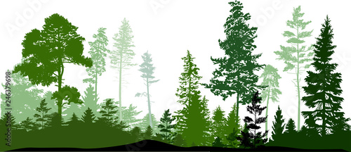 green color pines and fir forest on white