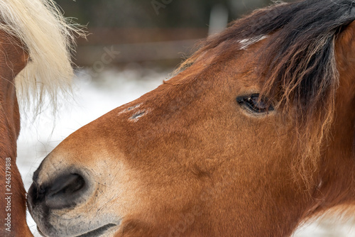 Fototapeta Naklejka Na Ścianę i Meble -  Cheval dans un enclos