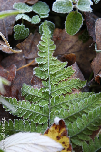 A green leaf of fern among fallen brown autumn leaves 