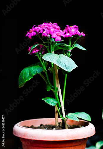 plant in a pot isolated on black background