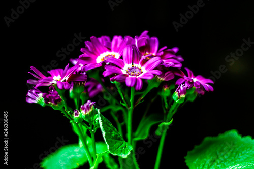 purple carination flower in dark background