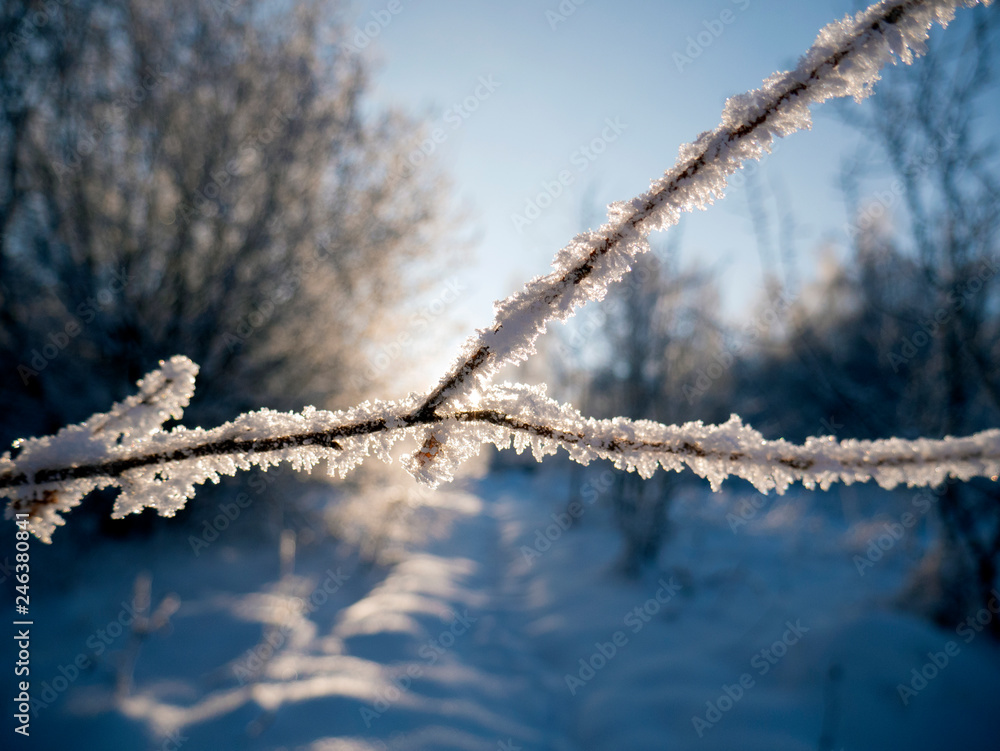 Obraz premium Winter forest in the snow. Mountains of snow. Frost and snowflakes. Location place Carpathian Ukraine, Europe