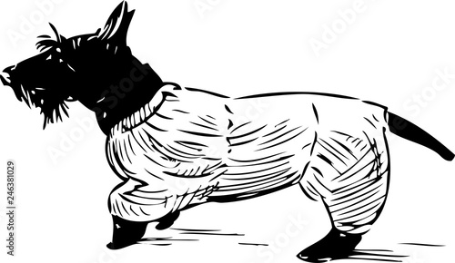 Terrier in overalls goes for a walk