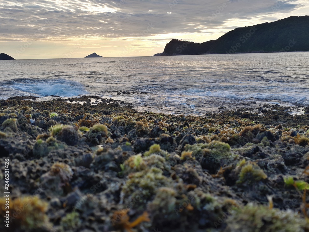 seeing the corals