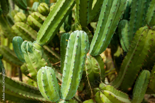 green cactus with needles