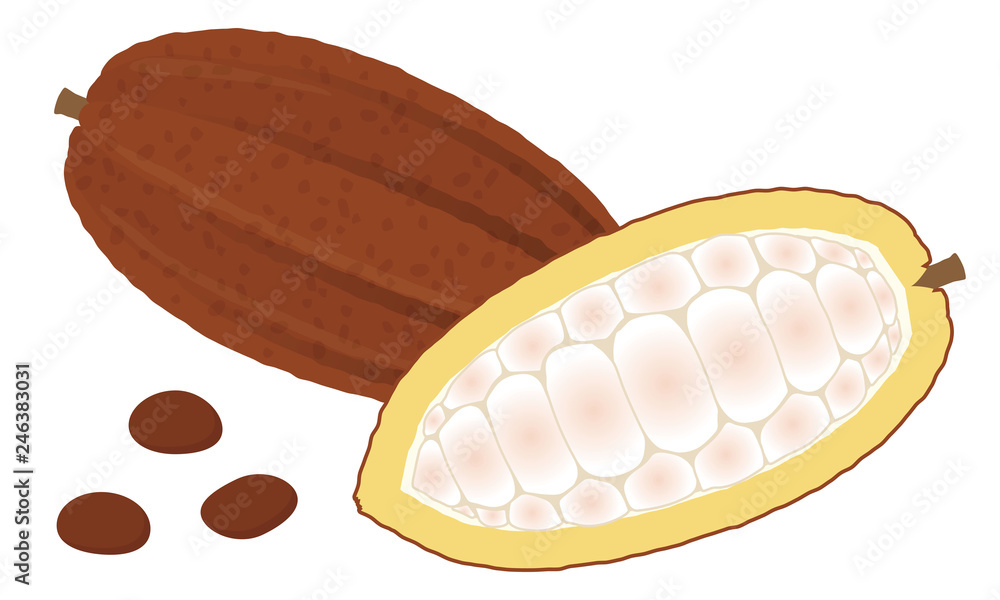 カカオのイラスト Stock Vector Adobe Stock